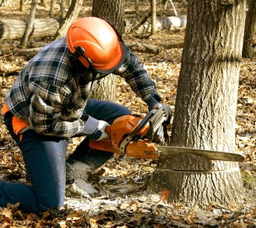 Tree Removal in Aroma Park, IL
